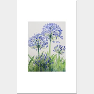 Blue Agapanthus watercolour painting. Posters and Art